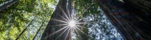 sun shining through Redwood National Park